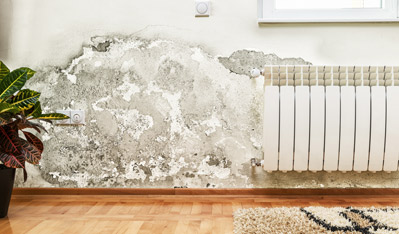 black mold n the wall removal remediation services Florida Keys